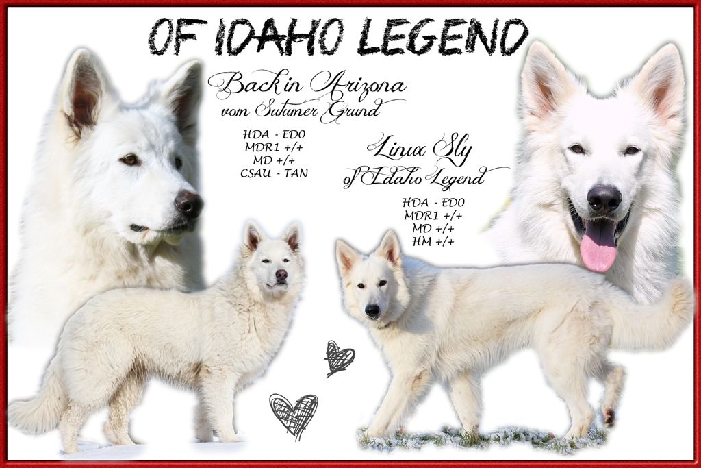 Of Idaho Legend - Bébés à venir !